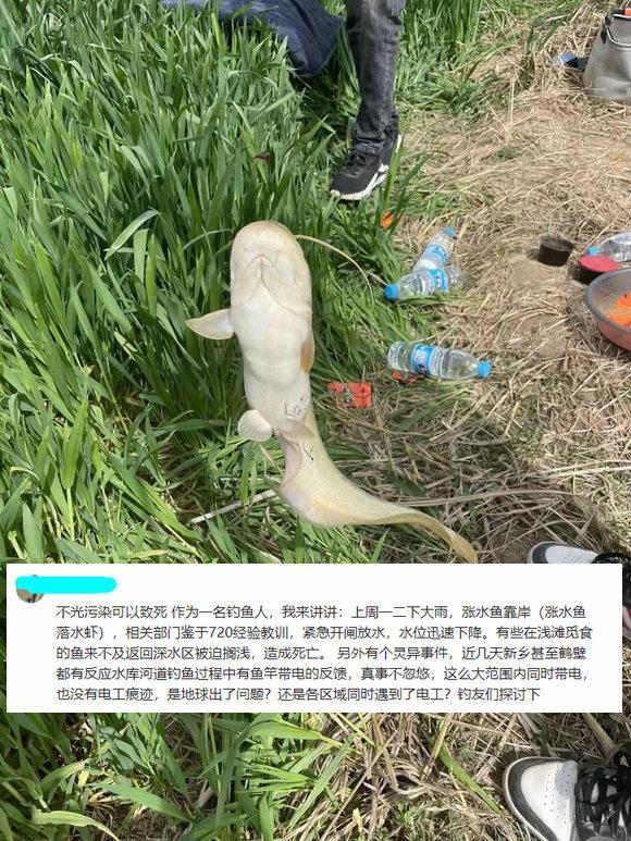 |贾鲁河出现大量死鱼,钓鱼人:钓鱼时感觉鱼竿带电,地球出了问题