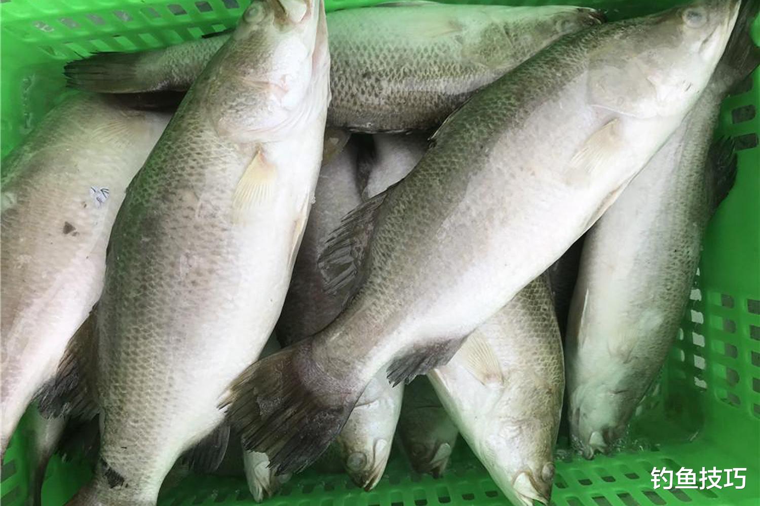 金目鲈怎么钓?金目鲈的生活习性和垂钓技巧