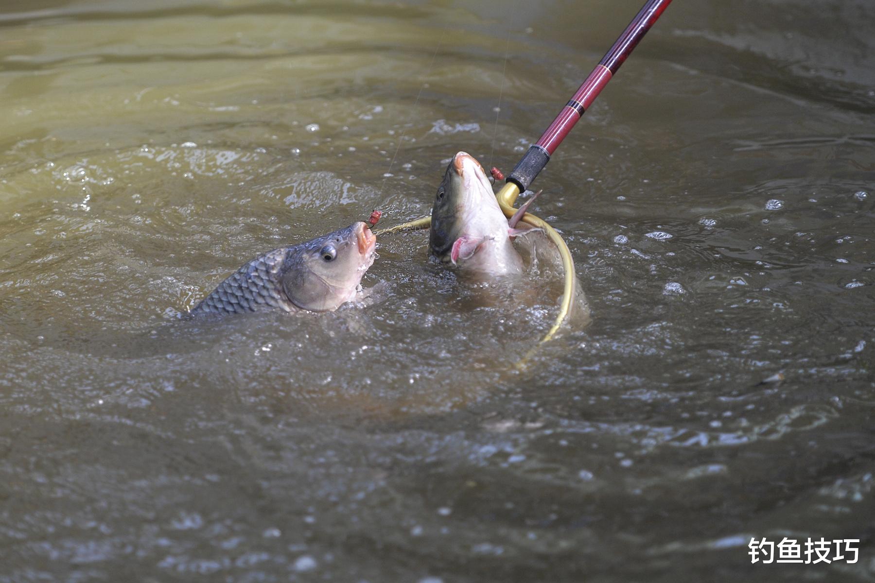 |黑坑鱼缺氧的主要原因,导致黑坑鱼不开口元凶