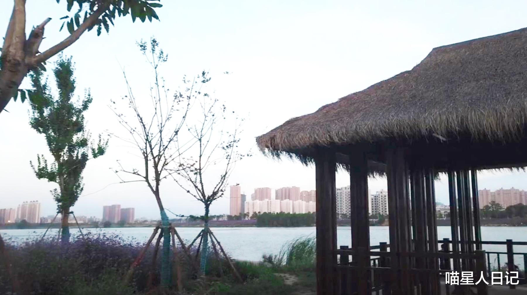 马鞭草|开在城市春天里的花海，打卡武汉远城区这座公园，像景点一样盛大