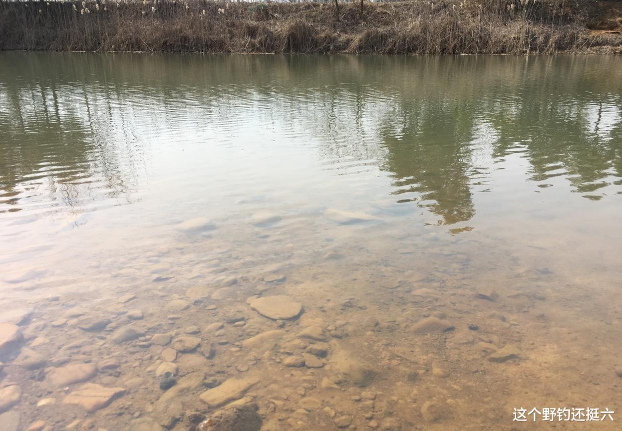 鲫鱼|鱼为何越钓越小?春钓大板鲫该有的样子:浅中钓远与钓窝边相结合