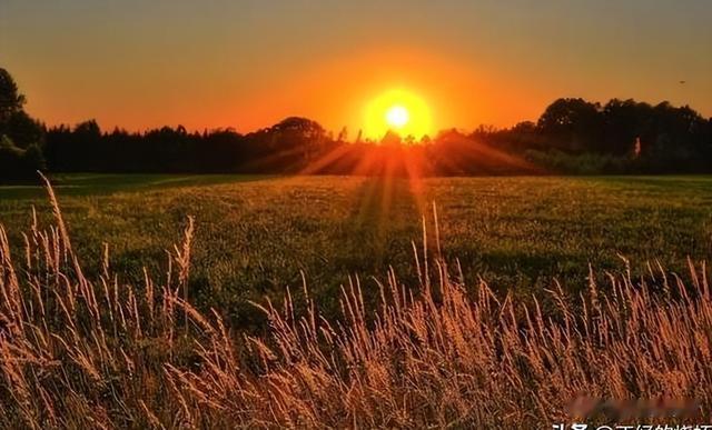 农村俗称的“野生小蒜”，到底能不能吃？为何现在也不多见了？