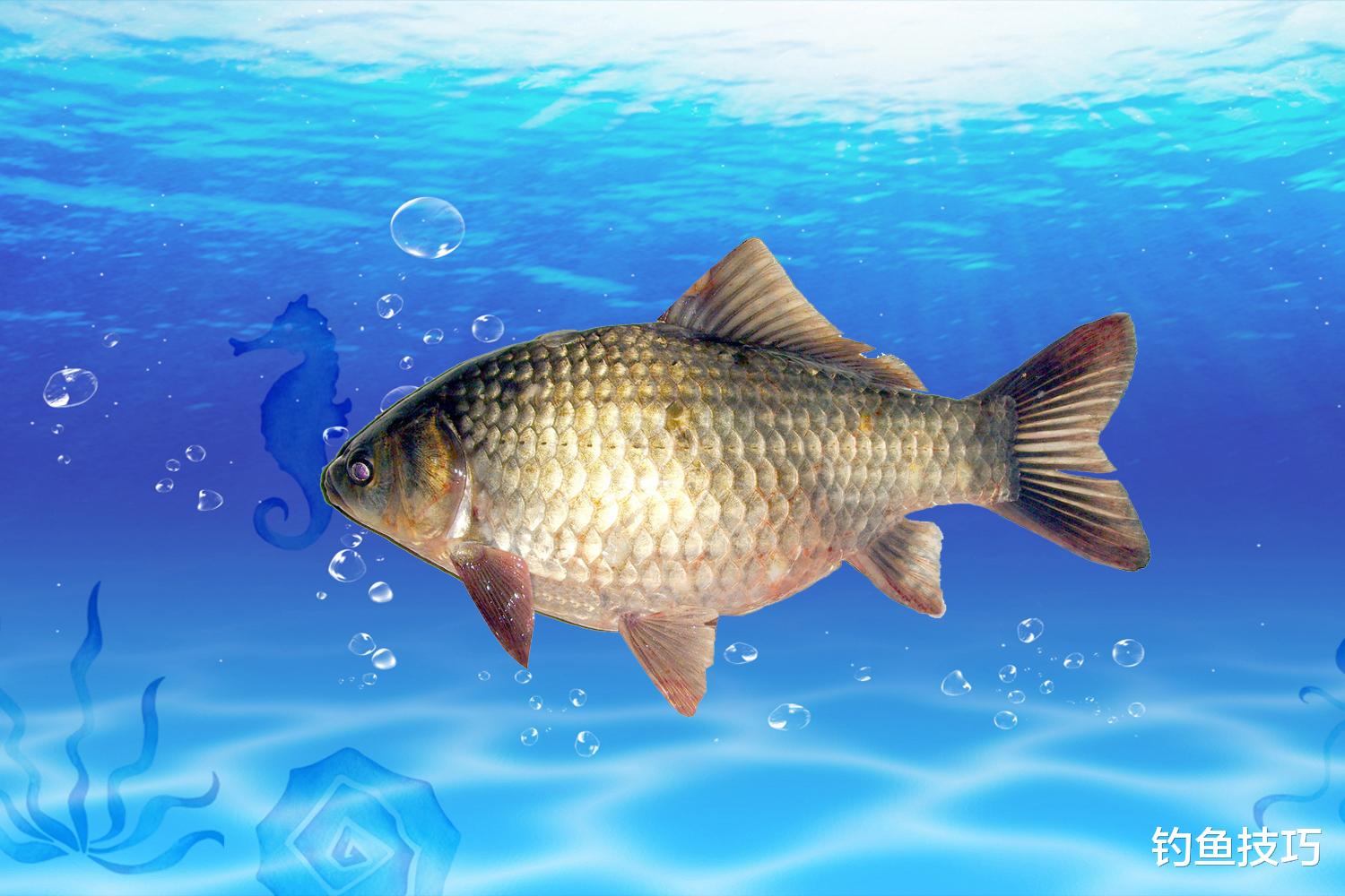 鲫鱼|野钓鲫鱼饵料配方的天花板,不是鱼饵的效果不好,而是原料没选对