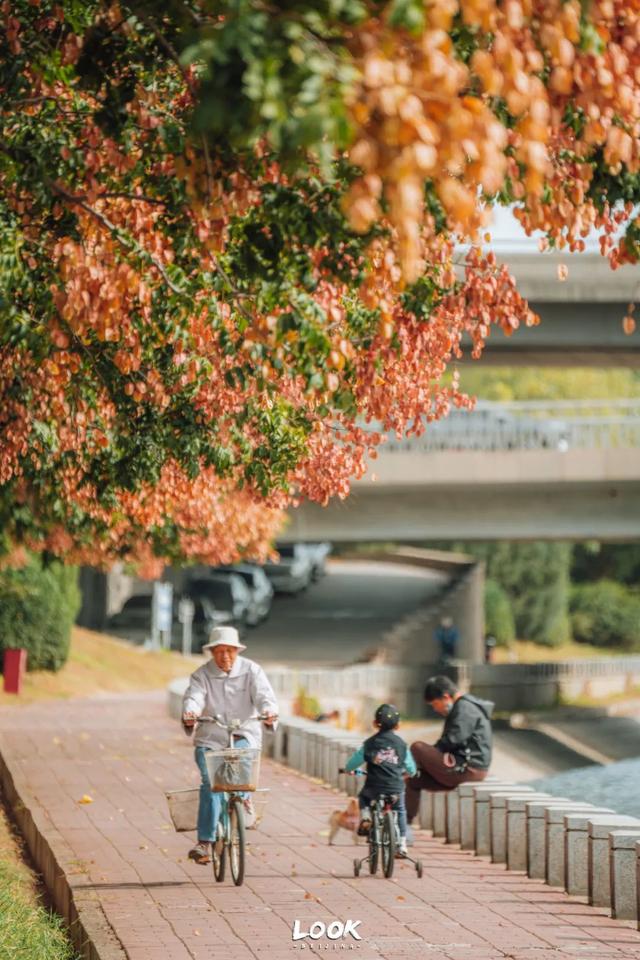 栾树|栾树红了，北京的秋天开始了