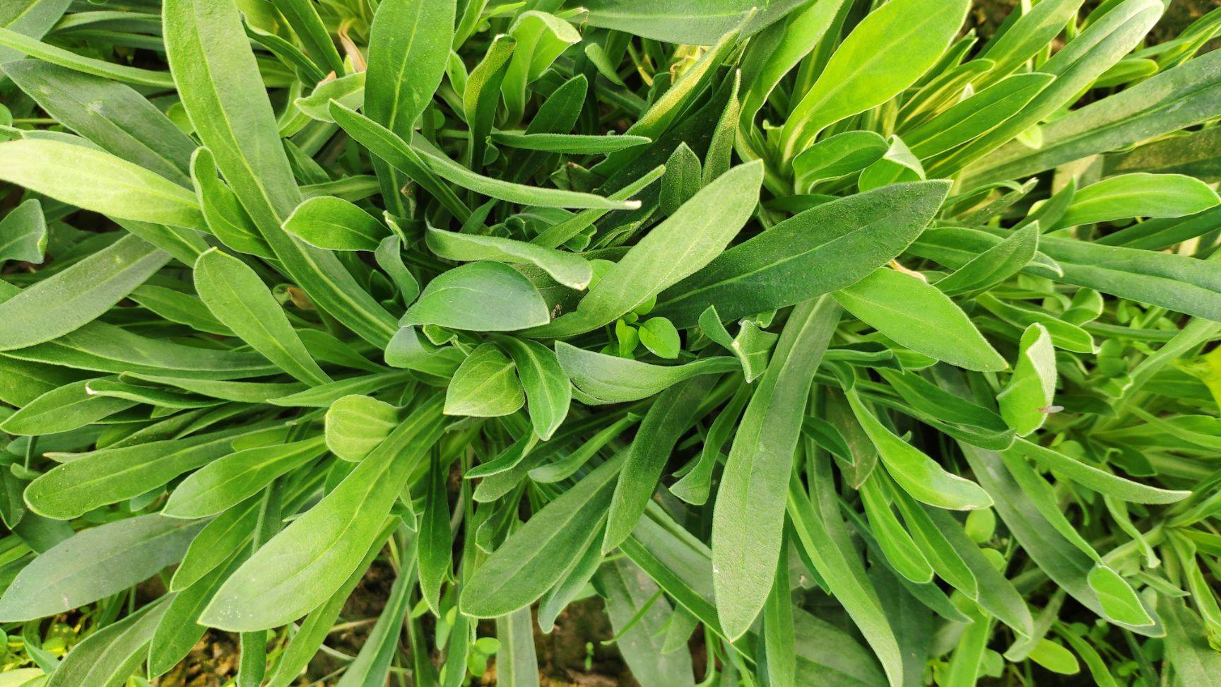 盘点山东人爱吃的二十种野菜,若要春天过得好,野菜绝对少不了 - 美食