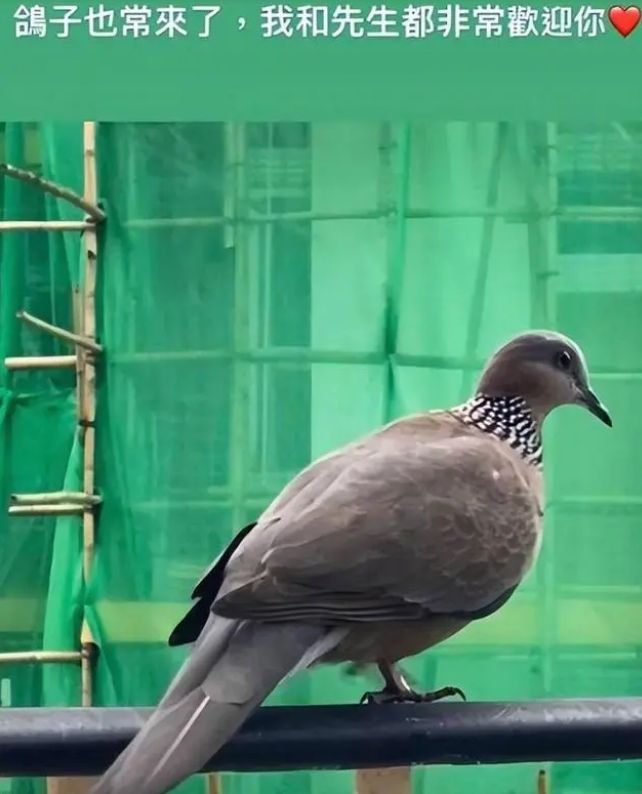 55岁周慧敏近照惹争议,面部紧绷法令纹明显,造型万年不变遭吐槽