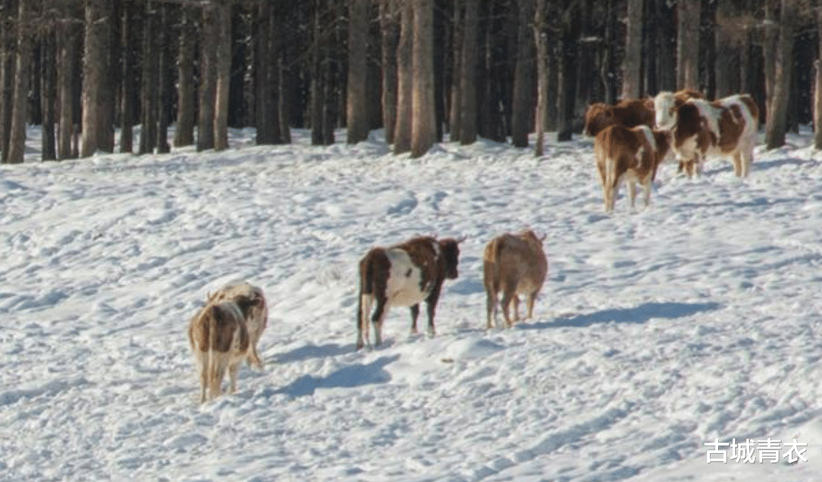 |明天冬至!“冬至在头,冻死老牛”,今冬是“60年一遇”的冷冬?