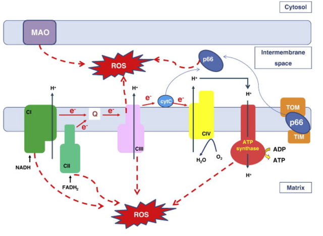 为什么美容觉后还会出现面色憔悴？