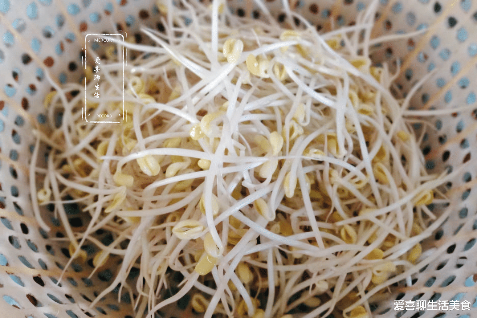 豆芽|它是如意菜，名字秀气营养美味，搭配咸菜炒一盘，酸爽开胃特好吃