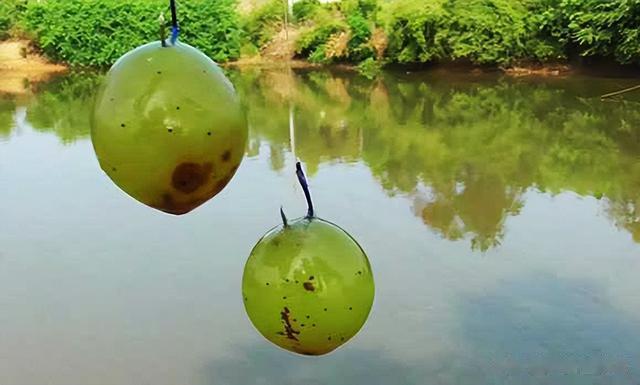 在生活中，以下几种常见食物，可以用来钓鱼