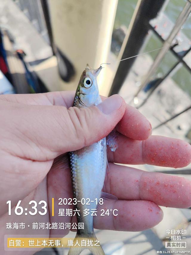 鳊鱼|今天是个好日子,用小钩鱼儿多多上,换大钩连竿大麦鲮