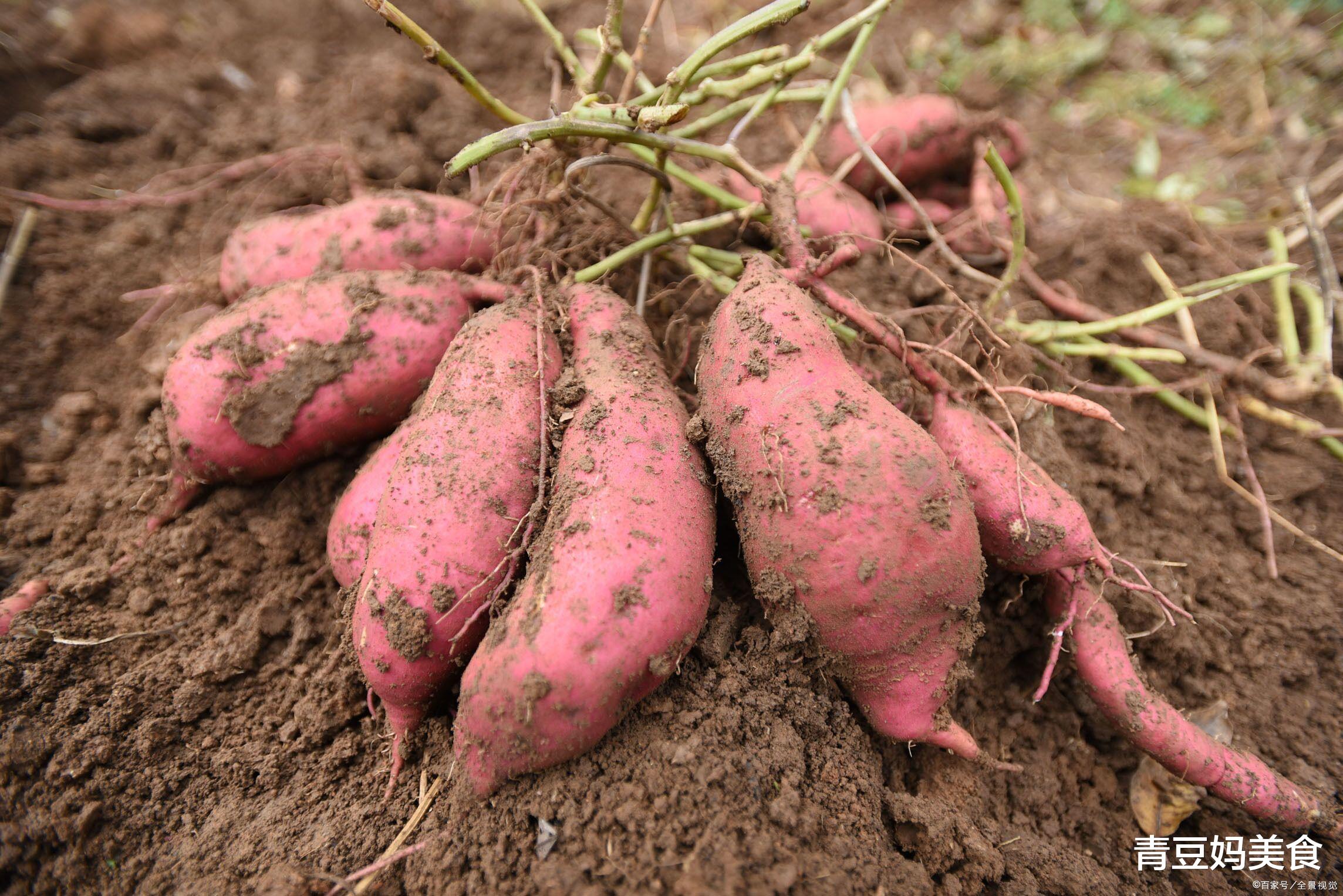 立冬|“立冬补冬,补嘴空”,适合立冬吃的“5宝”,驱寒暖身健康过冬