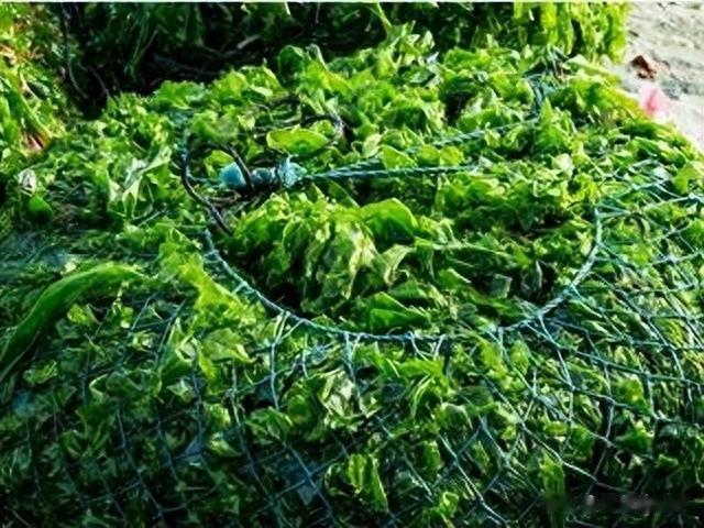 海带|我国瞧不上的“野菜”，却被日本大量进口，还称其为“长寿菜”？