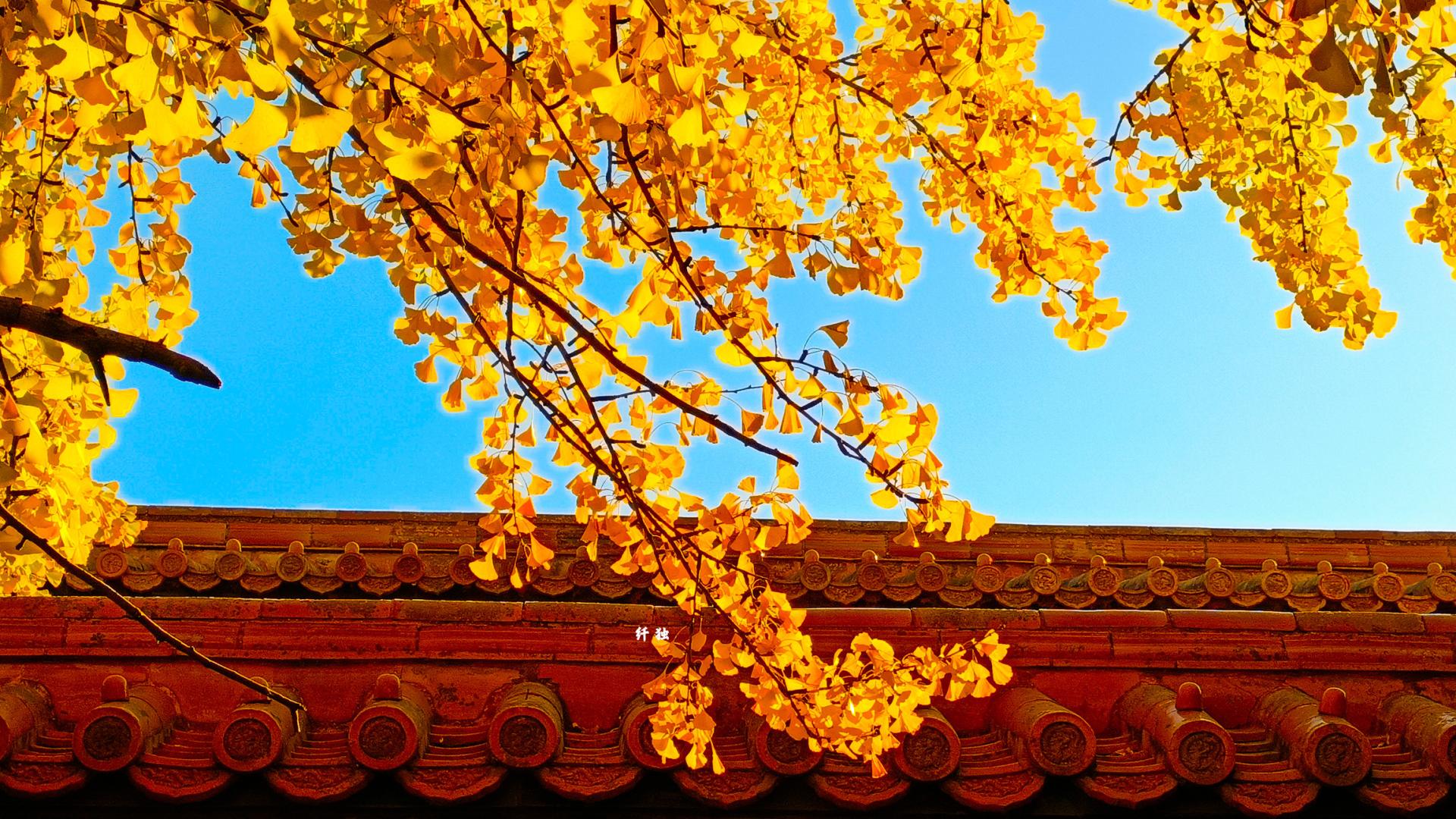 |故宫的红墙黄叶，秋天的氛围感拉满