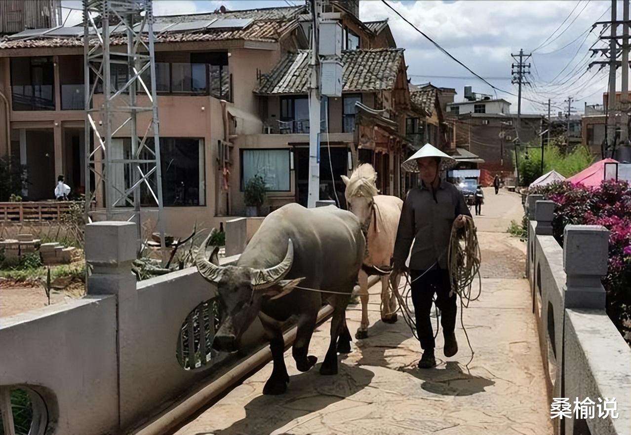 招聘|一头牛800KG，一座桥承重700KG，牛应该怎么安全过桥？