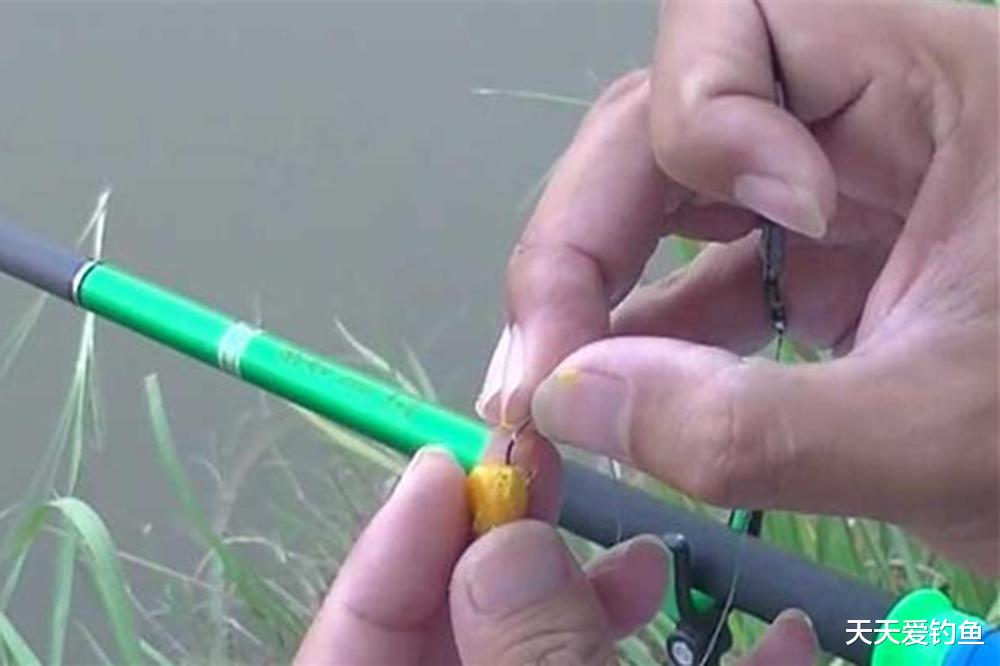 夏季野钓,用饵4大原则,穿透杂鱼直取大鱼