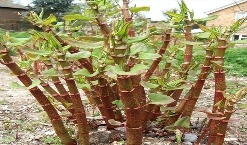 虎杖:臭名昭著的入侵者,为何深受国人喜爱?