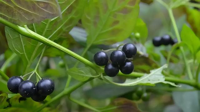 水果|越来越少见的4种水果，在80年代很受欢迎，如今你能买到几种?