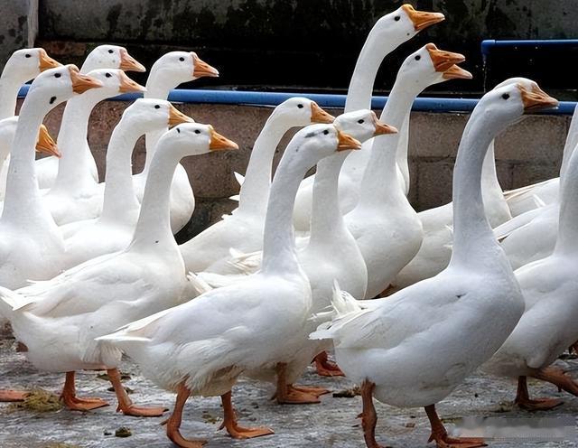 |鹅蛋为啥少有人吃?也很少有鹅蛋卖?我也是刚知道,真的涨知识了