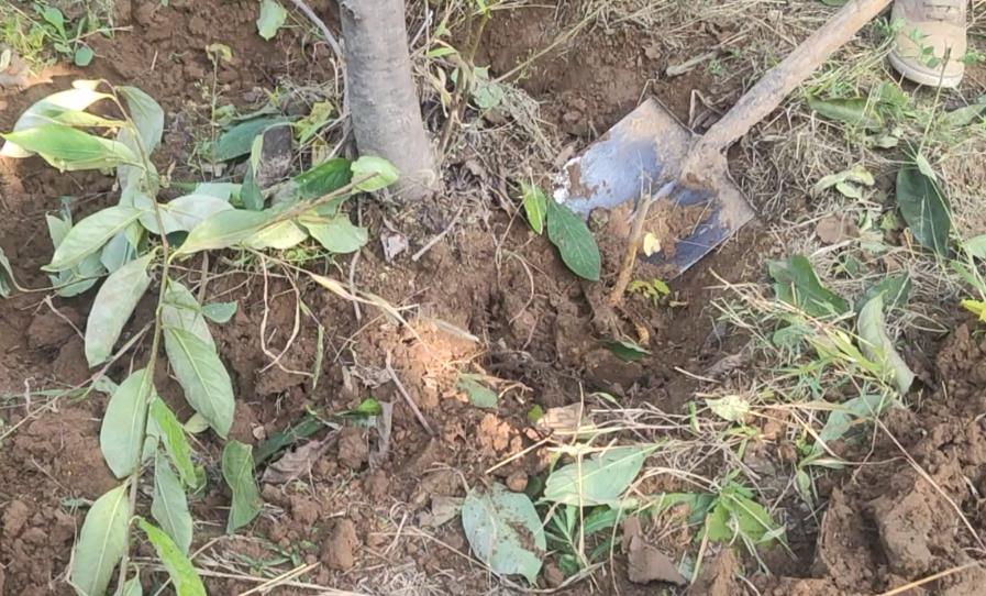 农民的社会地位什么时候可以变得高尚起来？