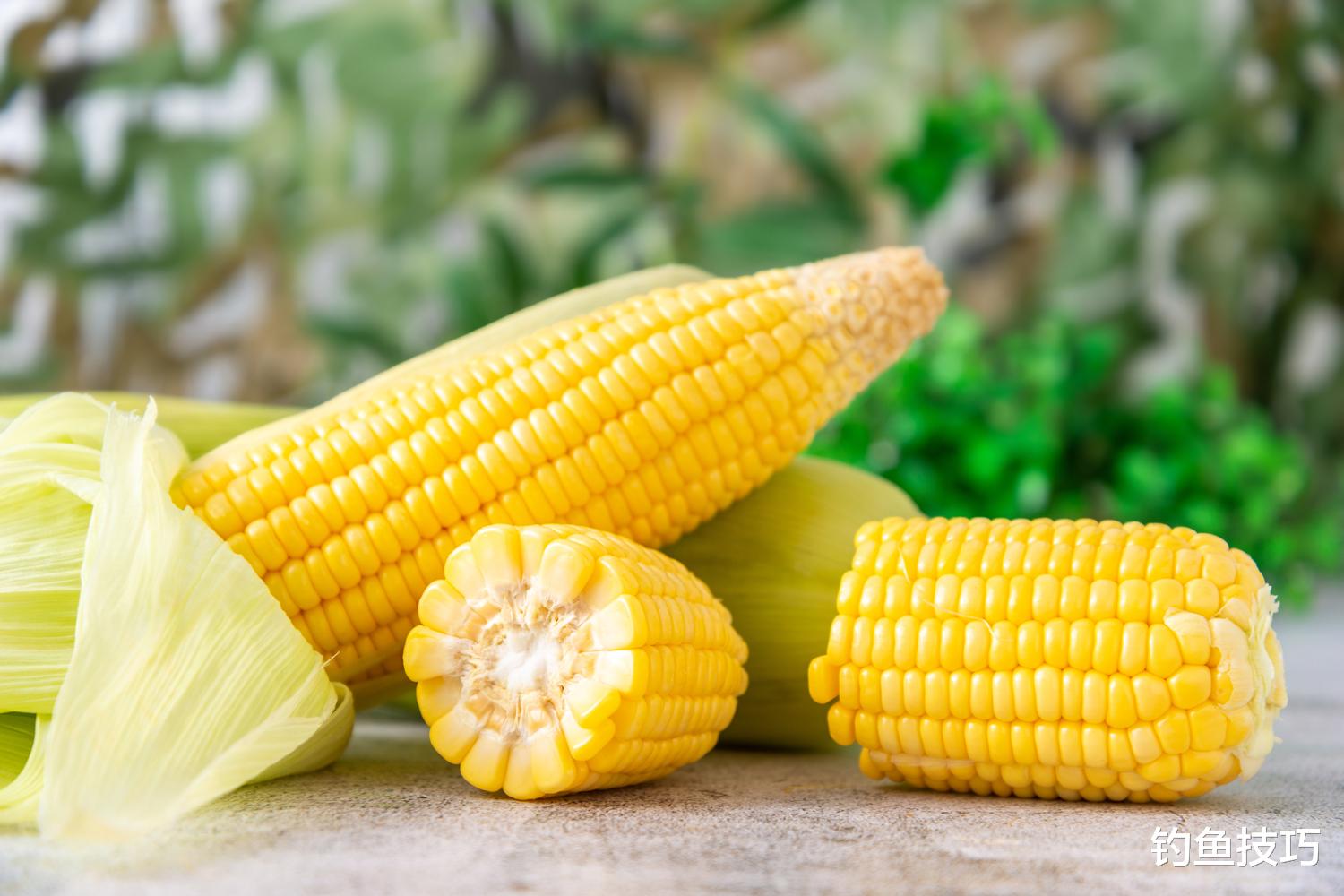 秋季钓草鱼的5个促开口方法,钓草鱼可连竿