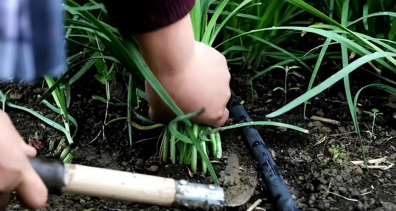 |曾经的八大顶级食材，现已跌落神坛，你都吃过几种？