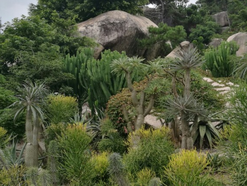 植物园|拥有仙气的地方，厦门植物园的表现，成功吸引了更多游客到来