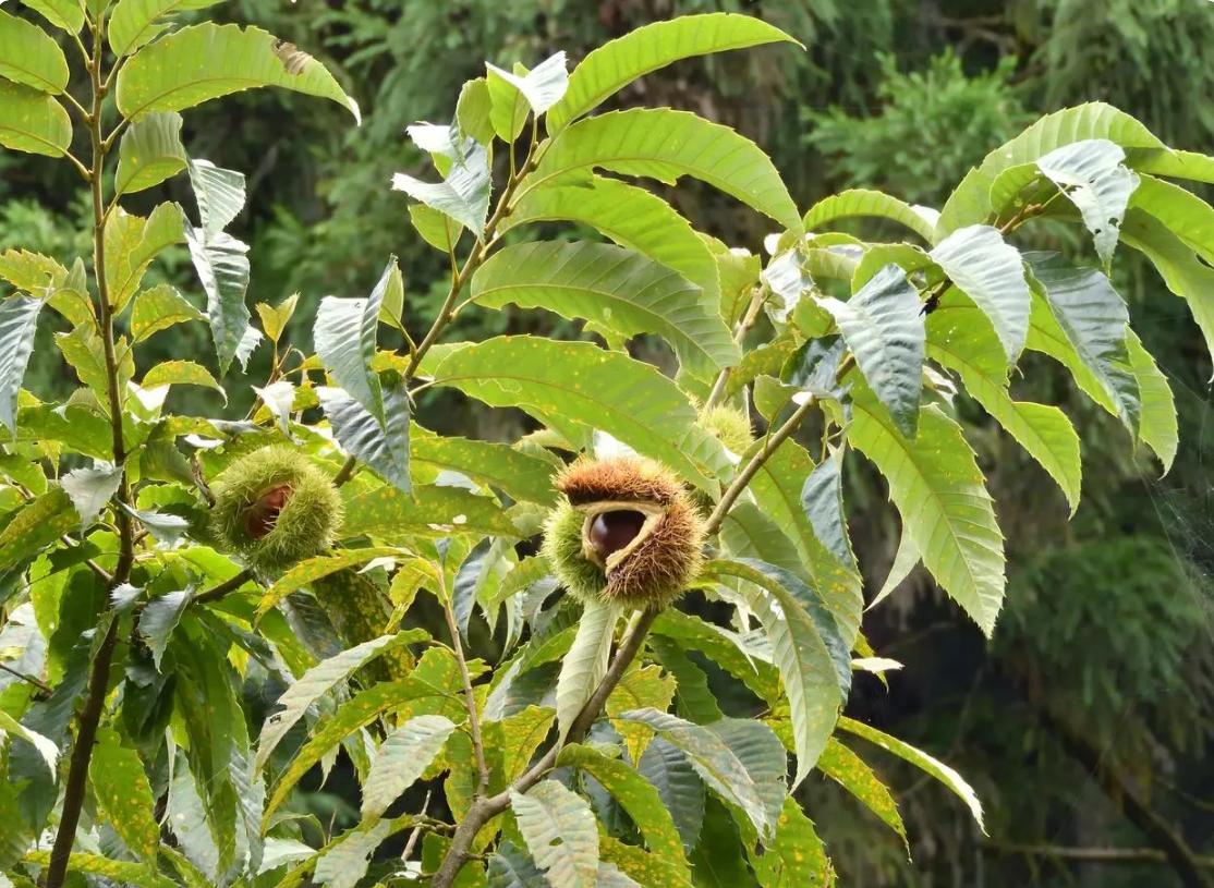 板栗|“高仿”板栗,你分得清吗?