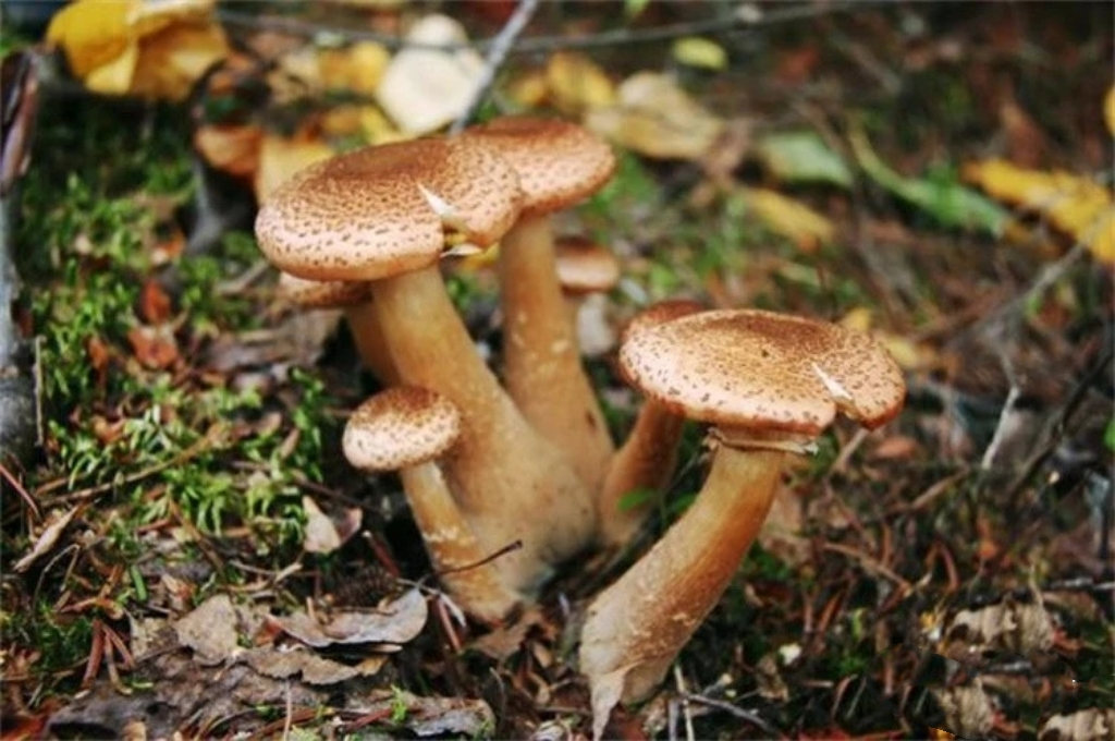 “真菌蘑菇屋”?宇航员生活在火星或可用种植蘑菇来打造火星建筑物。