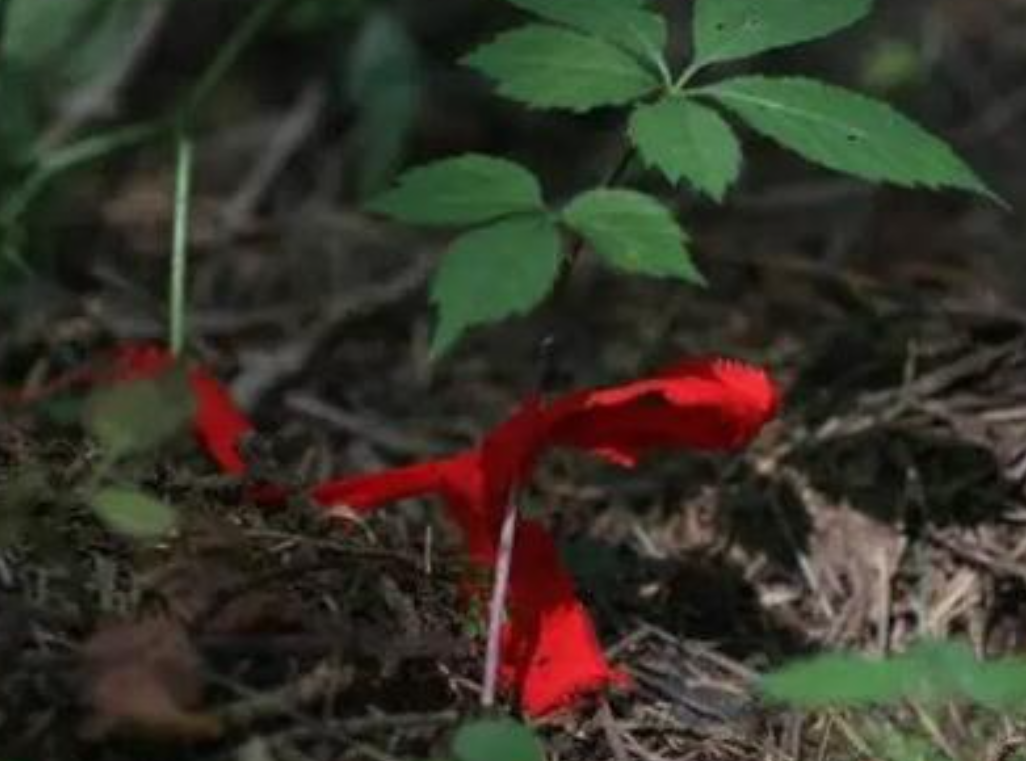 不懂就问-人参真的会跑吗