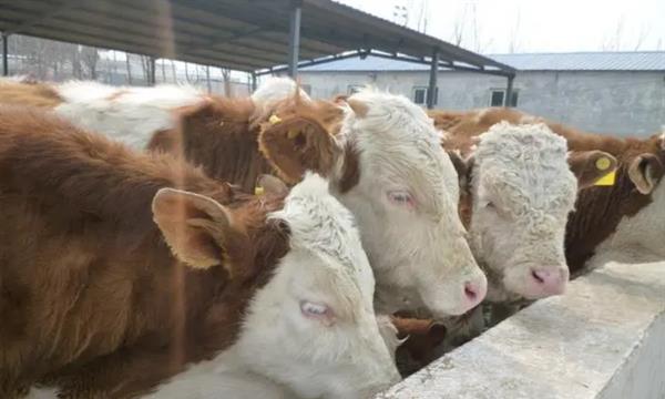 米饭|为什么牛肉可以吃三分熟，猪肉和鸡肉却禁止生食？实话说是拼人品