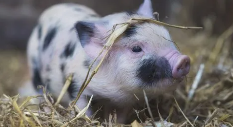 猪肉|猪肉一样?为什么超市比菜市场的更便宜