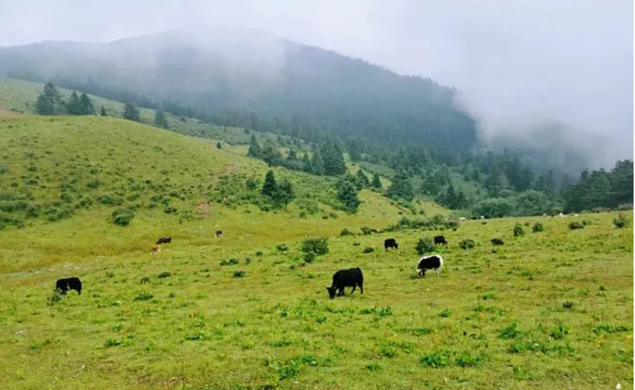 玉龙雪山|玉龙雪山景区小众但令人叹为观止的景点——牦牛坪