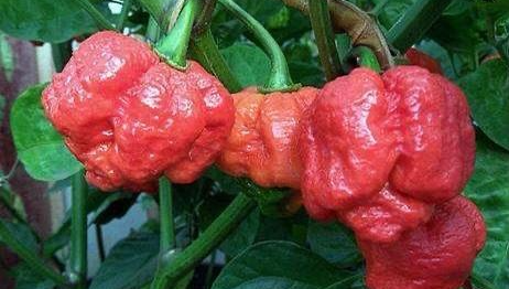 魔鬼辣椒|十大最辣的辣椒排名，第一名能把印度魔鬼辣椒秒成渣，你敢尝试吗