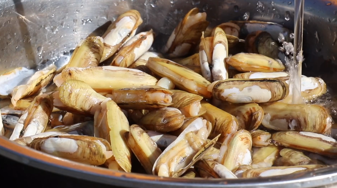 蛏子|去除蛏子沙子的正确方法,帮助各位厨友制作出美味蛏子