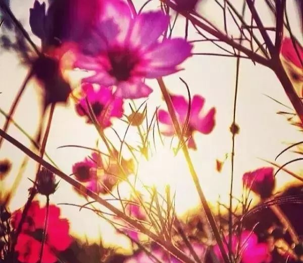 生肖|这生肖运气来了,谁也挡不住