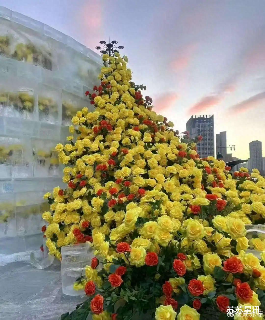 哈尔滨也太会了！冰封黄玫瑰美上热搜！刘亦菲发文：哇，想去！