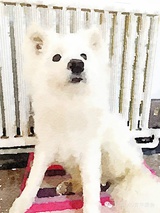 大安带娃不简单