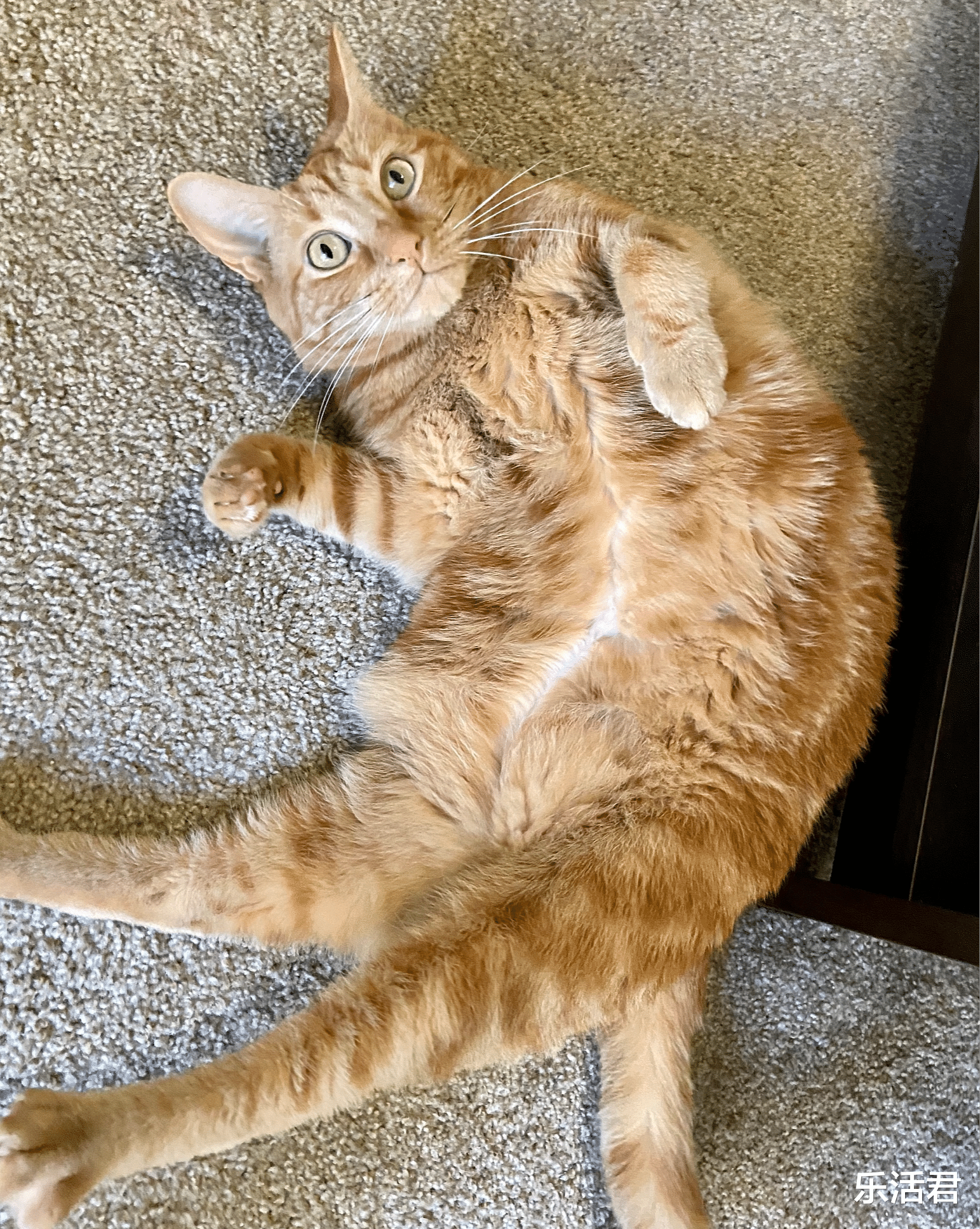 猫咪超重怎么办?教你几个给猫减肥的招儿