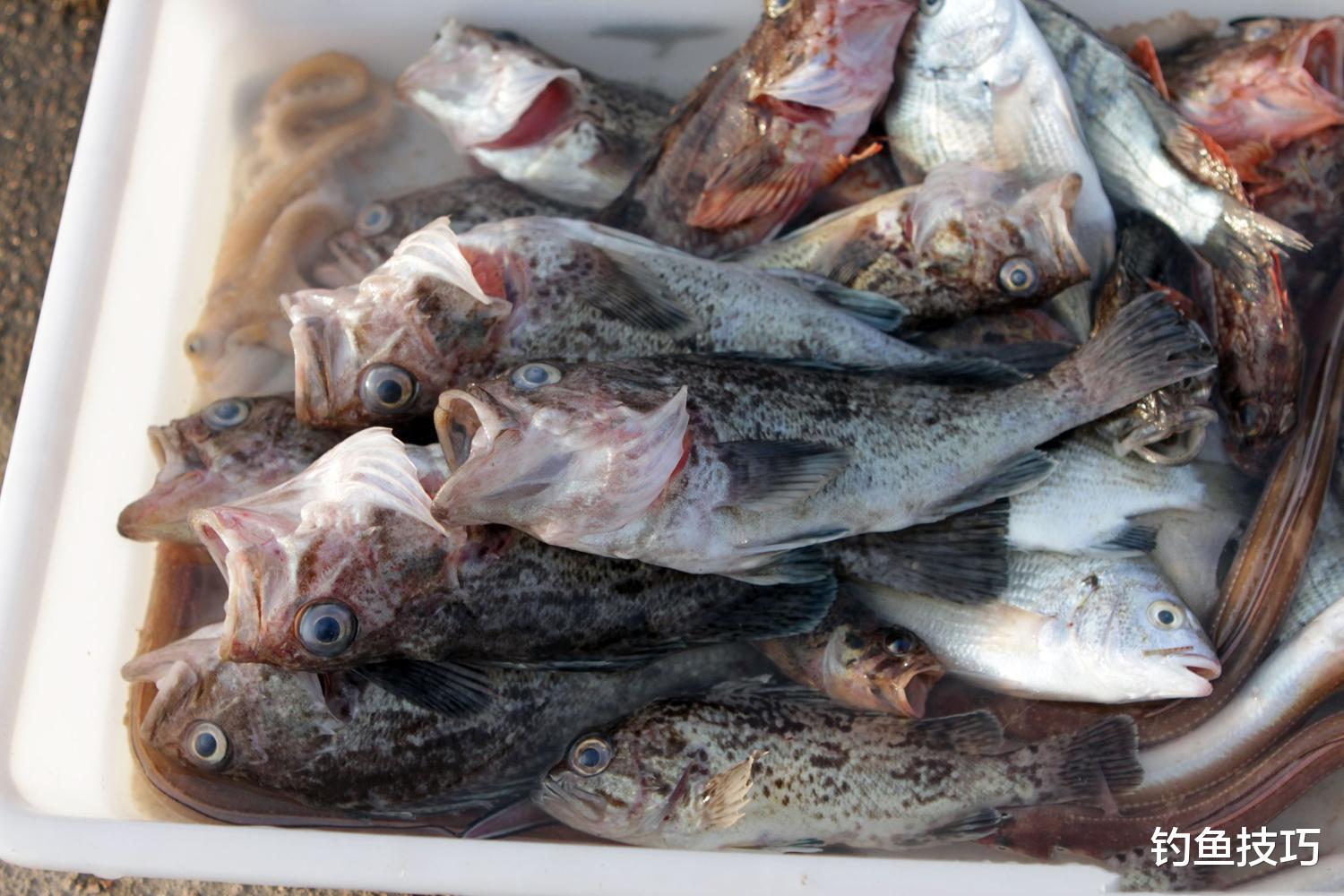 初春哪种海鱼最好钓?初春最好钓的4种海鱼