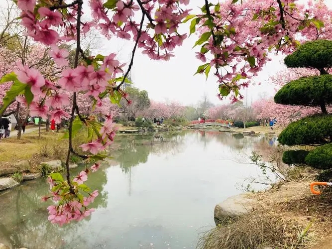 魅力永驻，中年依旧桃花盛开：四大星座女神风采依旧的秘密