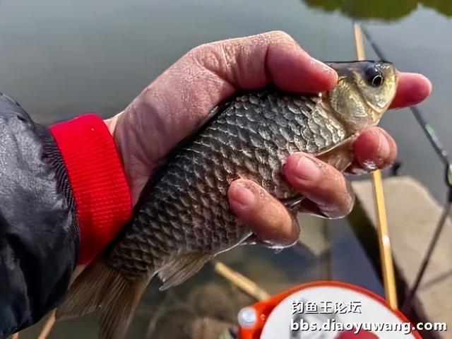 春钓浅滩，带包地狱猫就够了