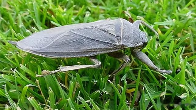 “水中霸王”水知了：连毒蛇都是它的家常菜，口感却比螃蟹还鲜美