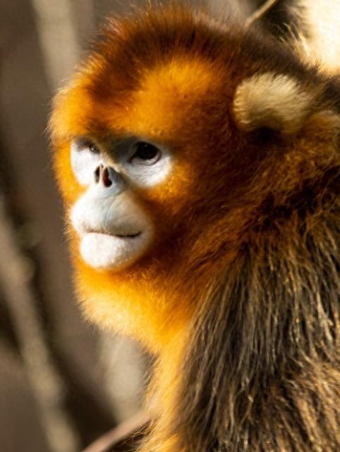 生肖猴最不顺的3个年龄段，职场低谷，钱财难留，压力巨大