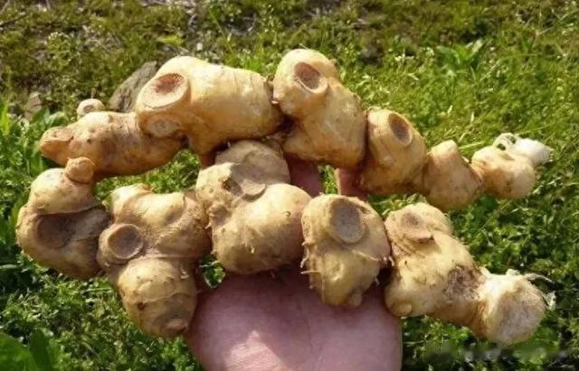 一碗三伏汤，把上半年的气血亏虚补回来，现在喝正当时！