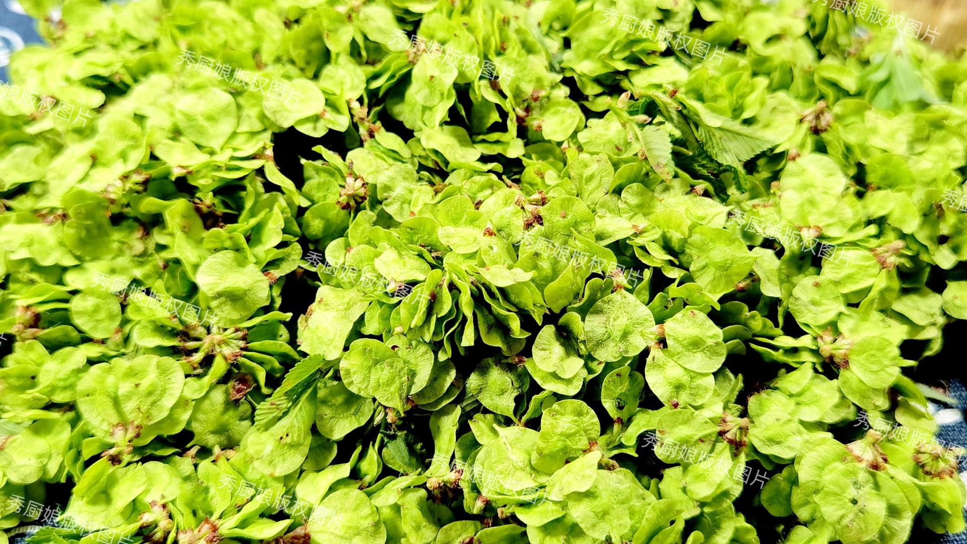 唯一不含草酸的野菜！比香椿营养，比荠菜鲜，清明节尝鲜只有几天