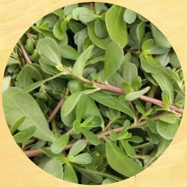 能预防湿疹的野菜，维生素C含量是西梅的16倍！夏季一定要吃一次