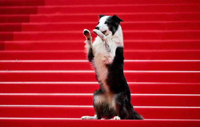 北京这一夜，巩俐深v高开叉，佟丽娅抹胸包臀，最后风头还不如狗