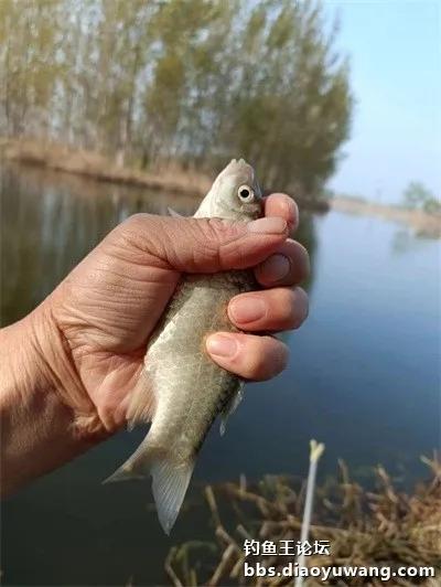 带上地狱猫，野钓有大鲫