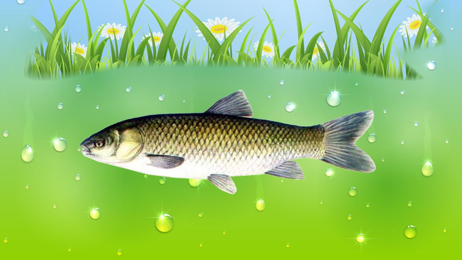 钓黑坑草鱼的5句用饵秘诀，诱鱼快、留鱼久